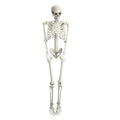 Life Size Halloween Skeleton F902