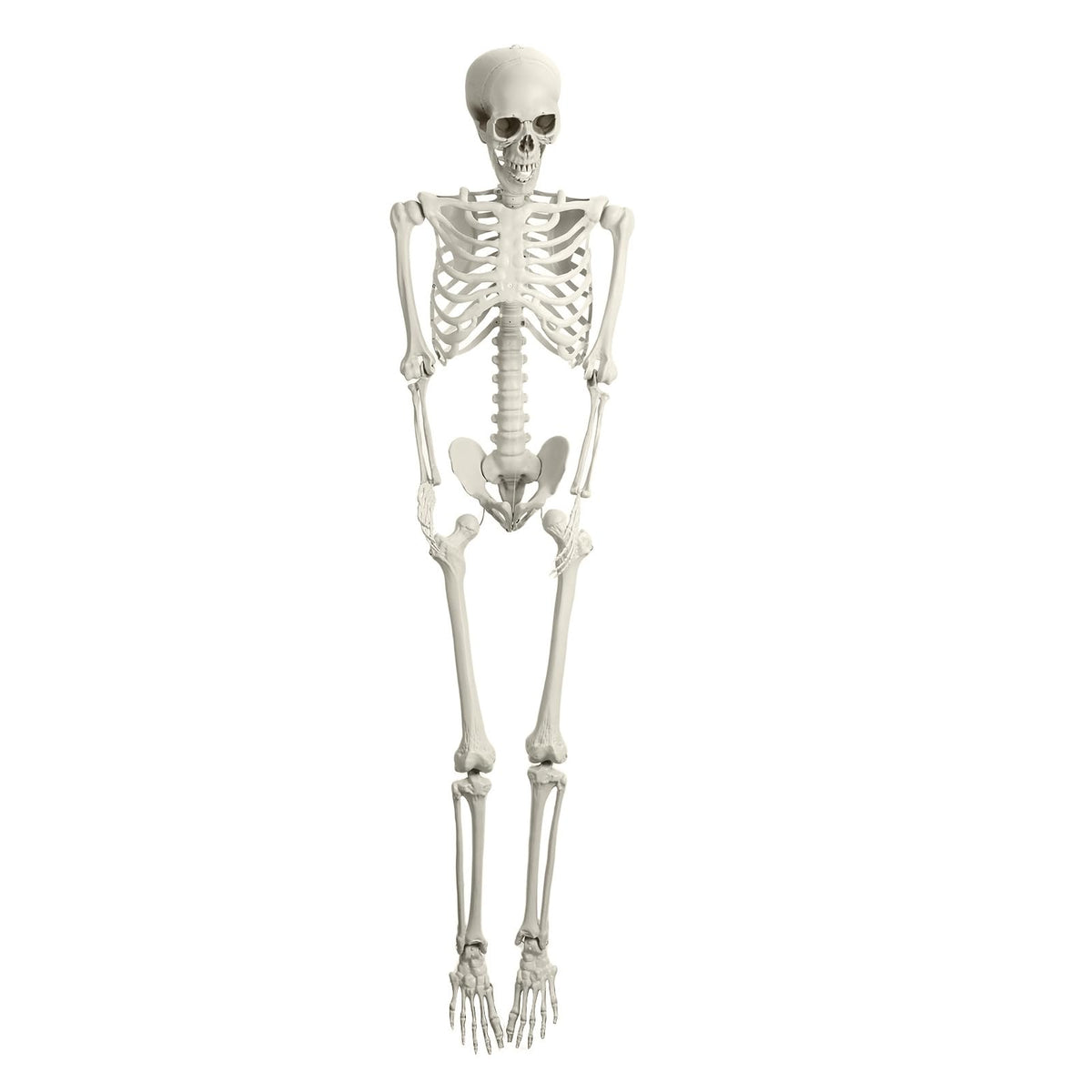 Life Size Halloween Skeleton F902