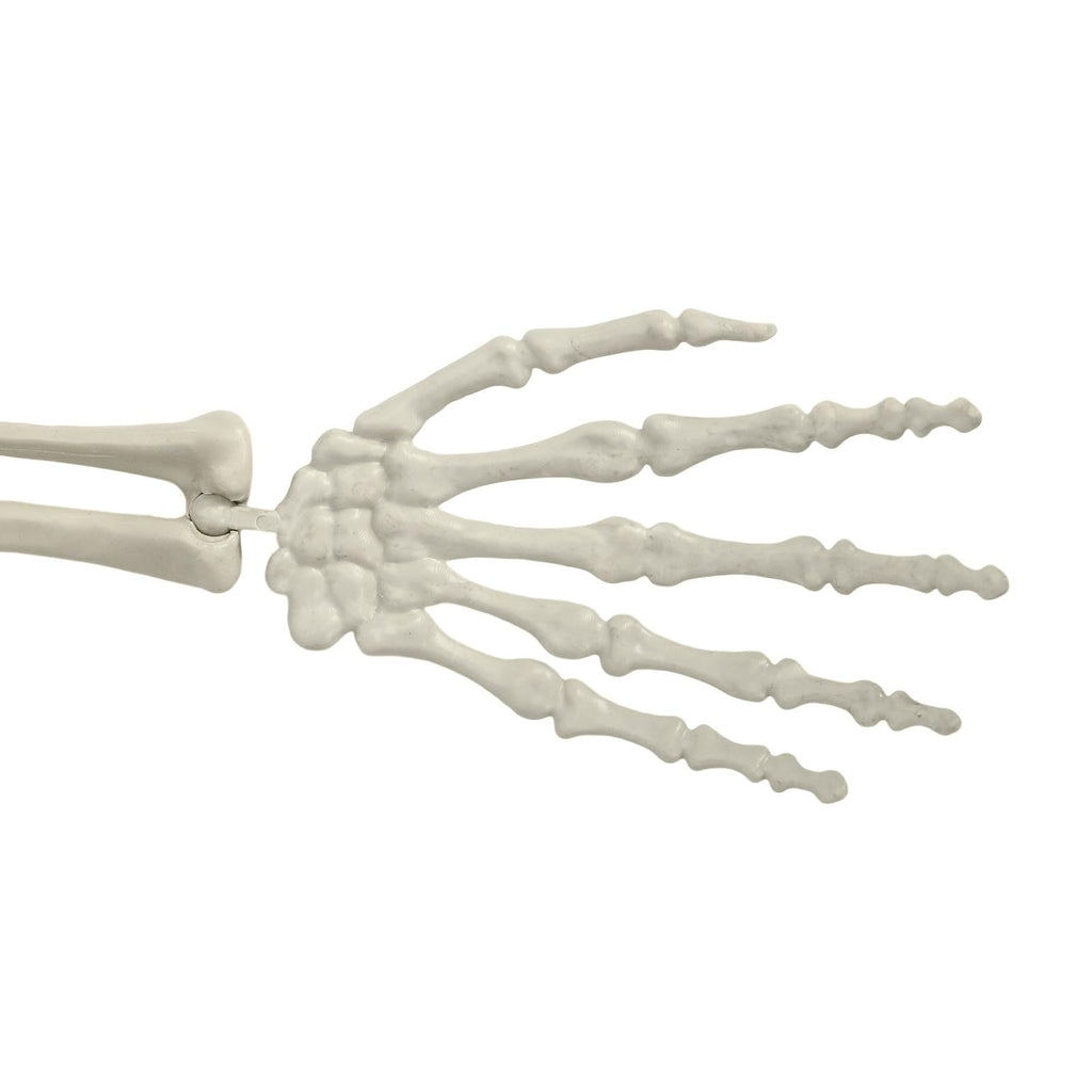 Life Size Halloween Skeleton F902
