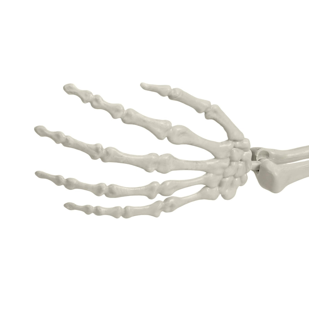 Life Size Halloween Skeleton F902