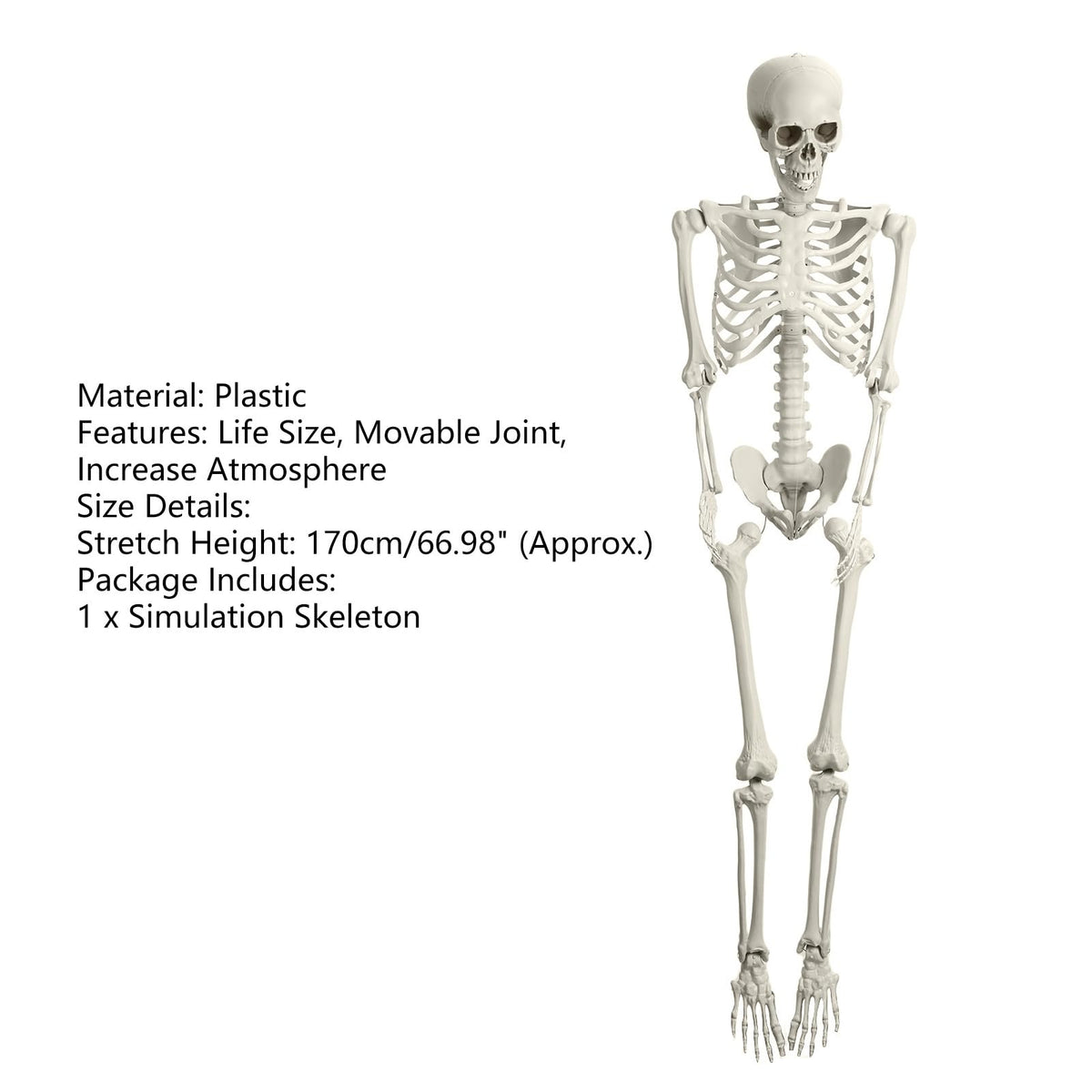 Life Size Halloween Skeleton F902