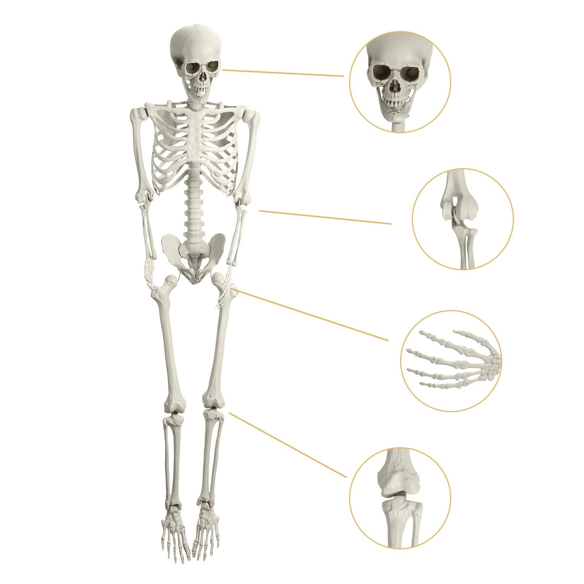 Life Size Halloween Skeleton F902