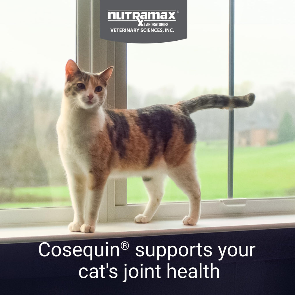 Joint Health Supplement for Cats, Soft Chews, 60ct R7256