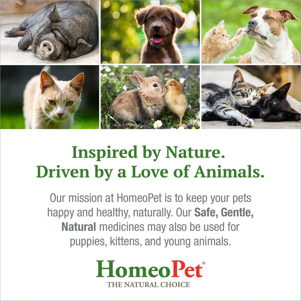Feline Skin and Itch Supplement 15 Milliliters M69233