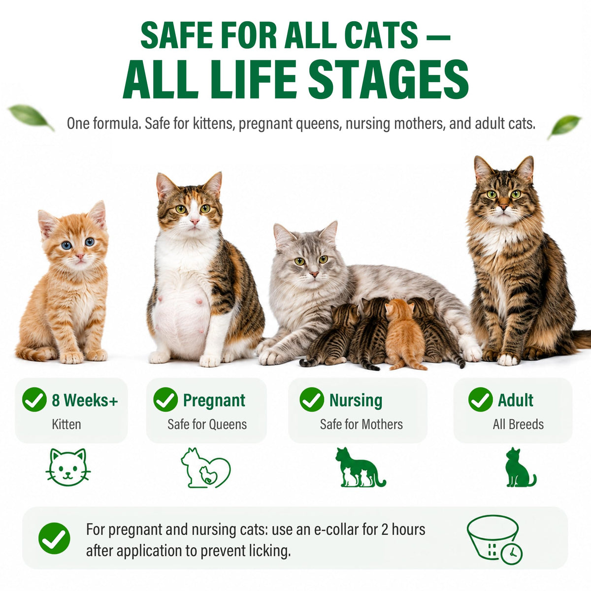 Flea and Tick Drops for Cats 6 Pack I4455